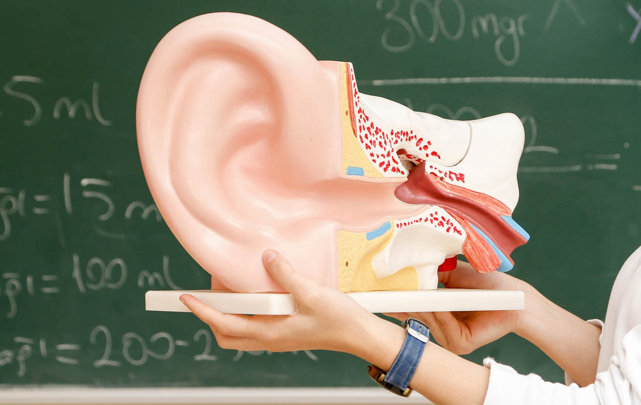 Lubang telinga berfungsi meneruskan suara ke
