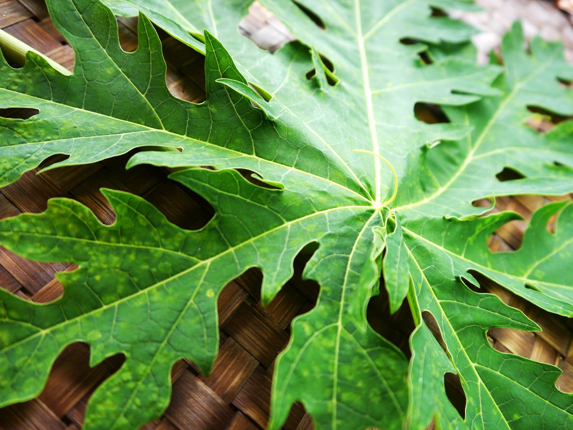 Pepaya manfaat kesehatan daun untuk 8 Manfaat