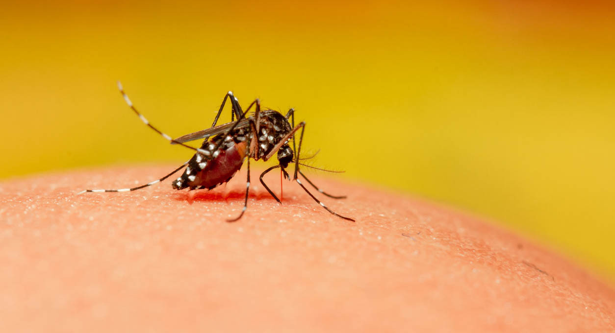 Penyakit chikungunya dan cara pengobatannya